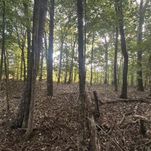 Photo #11 of 647 Joe Brown, Bear Creek, NC 50.3 acres
