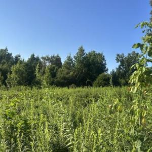 Photo #8 of 647 Joe Brown, Bear Creek, NC 50.3 acres