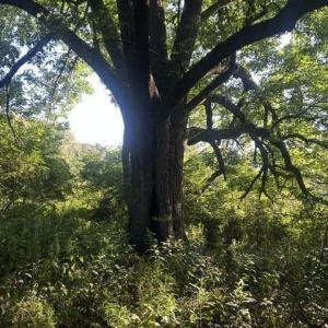 Photo #9 of 647 Joe Brown, Bear Creek, NC 50.3 acres
