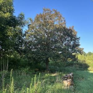 Photo #12 of 647 Joe Brown, Bear Creek, NC 50.3 acres