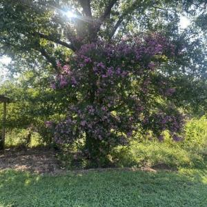 Photo #18 of 647 Joe Brown, Bear Creek, NC 50.3 acres