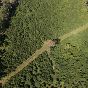 Photo #7 of 1941 Walter Bright Road, Sanford, NC 70.1 acres