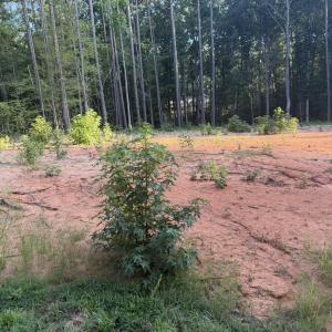 Photo #5 of 206 Rev Lewis, Henderson, NC 1.4 acres