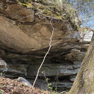 Photo #8 of Seven Island, Danbury, NC 25.1 acres