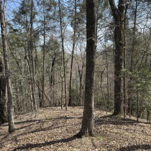 Photo #11 of Seven Island, Danbury, NC 25.1 acres