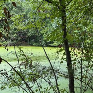 Photo #7 of Lakeside, Raleigh, NC 4.0 acres