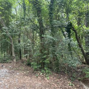 Photo #1 of Cedar, Garner, NC 0.5 acres