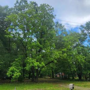 Photo #1 of 8220 Bells Lake, Apex, NC 0.7 acres