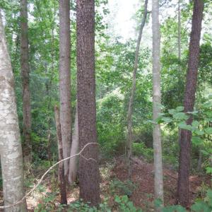 Photo #10 of 2200 Darroch, Lillington, NC 44.1 acres