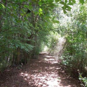 Photo #15 of 2200 Darroch, Lillington, NC 44.1 acres
