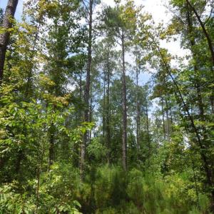 Photo #6 of 2200 Darroch, Lillington, NC 44.1 acres