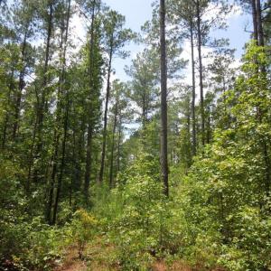 Photo #8 of 2200 Darroch, Lillington, NC 44.1 acres