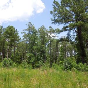 Photo #5 of 2200 Darroch, Lillington, NC 44.1 acres