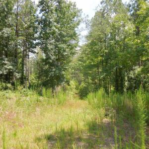 Photo #4 of 2200 Darroch, Lillington, NC 44.1 acres