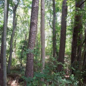 Photo #9 of 2200 Darroch, Lillington, NC 44.1 acres