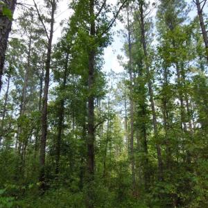 Photo #7 of 2200 Darroch, Lillington, NC 44.1 acres