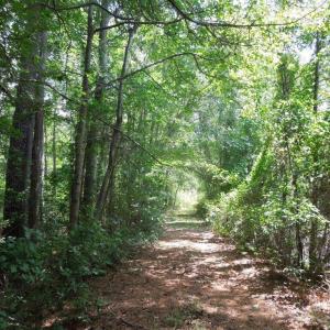 Photo #11 of 2200 Darroch, Lillington, NC 44.1 acres