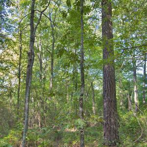 Photo #17 of 1738 Laurel Mill-centerville, Louisburg, NC 15.8 acres