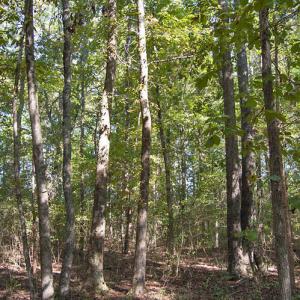 Photo #14 of 1738 Laurel Mill-centerville, Louisburg, NC 15.8 acres
