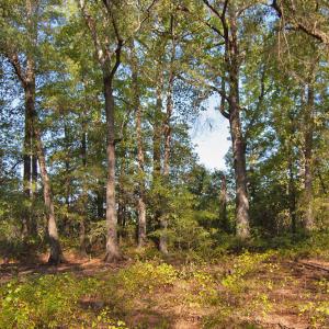 Photo #12 of 1738 Laurel Mill-centerville, Louisburg, NC 15.8 acres