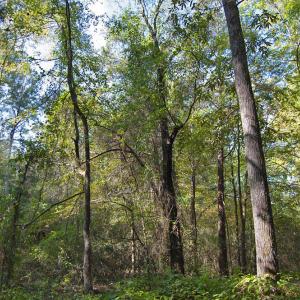 Photo #8 of 1738 Laurel Mill-centerville, Louisburg, NC 15.8 acres