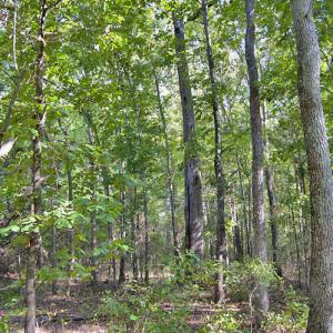 Photo #19 of 1738 Laurel Mill-centerville, Louisburg, NC 15.8 acres