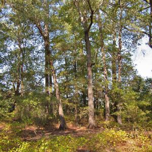 Photo #10 of 1738 Laurel Mill-centerville, Louisburg, NC 15.8 acres