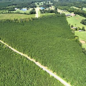 Photo #7 of 4093 Nc Highway 42, Goldston, NC 13.9 acres