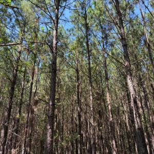 Photo #20 of Lot 2 Hwy 42, Goldston, NC 13.9 acres