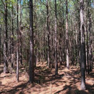 Photo #21 of Lot 2 Hwy 42, Goldston, NC 13.9 acres