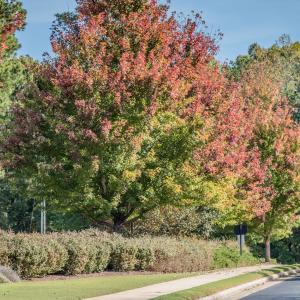 Photo #12 of 130 Bur Oak, Pittsboro, NC 0.5 acres
