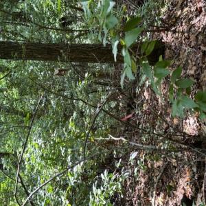 Photo #6 of Redgate, Pittsboro, NC 8.4 acres