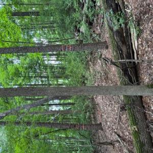 Photo #7 of Redgate, Pittsboro, NC 8.4 acres