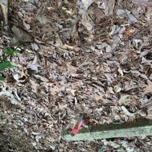 Photo #8 of Redgate, Pittsboro, NC 8.4 acres