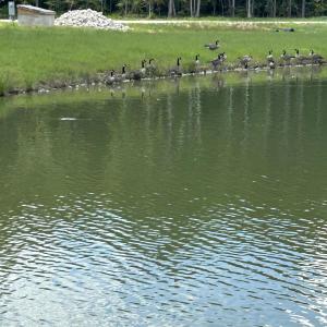 Photo #11 of 230 Bealy Farm, Zebulon, NC 2.7 acres