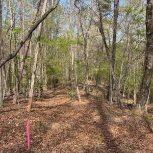 Photo #5 of Seven Island (tr 3), Danbury, NC 16.1 acres