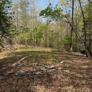 Photo #5 of Seven Island (tr 2), Danbury, NC 12.0 acres