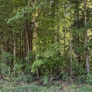 Photo #4 of Williams Farm, Sanford, NC 4.1 acres