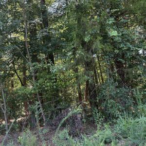 Photo #1 of Williams Farm, Sanford, NC 4.1 acres