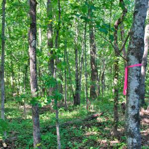 Photo #10 of 12 Rock Mill, Henderson, NC 12.5 acres