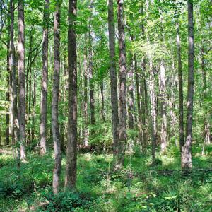 Photo #11 of 12 Rock Mill, Henderson, NC 12.5 acres