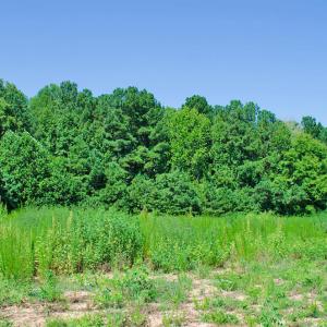 Photo #15 of 12 Rock Mill, Henderson, NC 12.5 acres