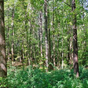Photo #13 of 12 Rock Mill, Henderson, NC 12.5 acres