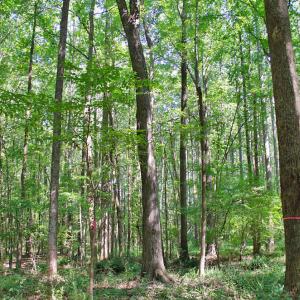 Photo #12 of 12 Rock Mill, Henderson, NC 12.5 acres