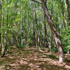 Photo #14 of 12 Rock Mill, Henderson, NC 12.5 acres