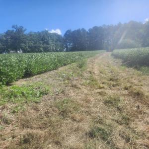 Photo #14 of Epsom Rocky Ford, Henderson, NC 32.0 acres