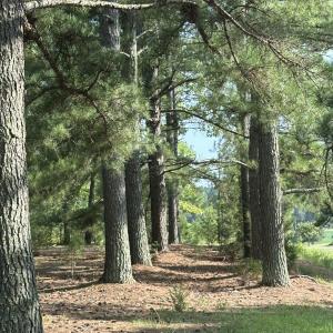 Photo #19 of 6056 Hobgood, Rougemont, NC 300.0 acres