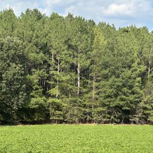 Photo #9 of 6056 Hobgood, Rougemont, NC 300.0 acres