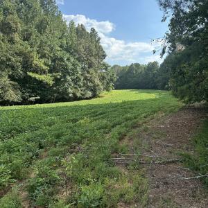 Photo #4 of 6056 Hobgood, Rougemont, NC 300.0 acres