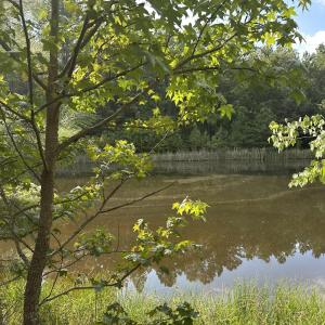 Photo #11 of 6056 Hobgood, Rougemont, NC 300.0 acres